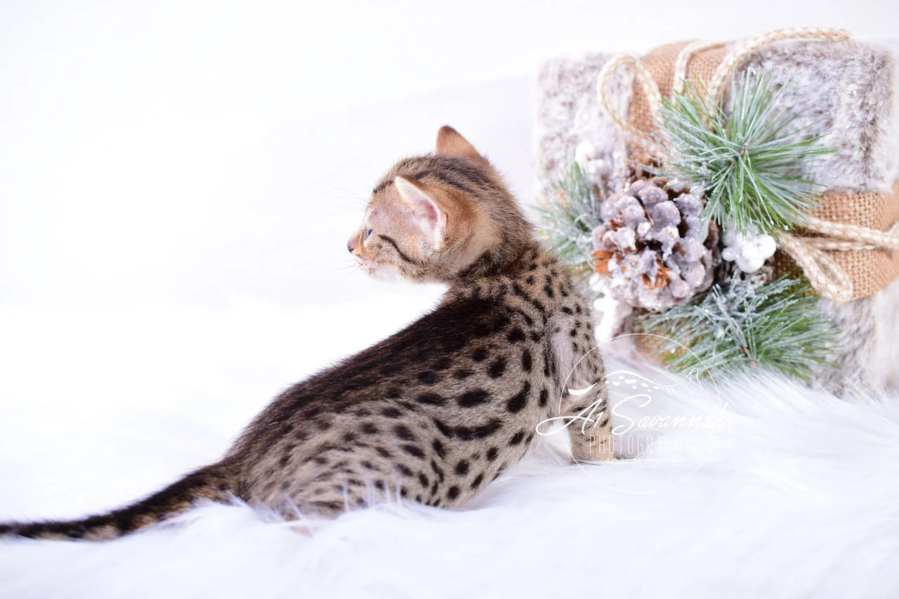 A1Savannahs Irelyn F3 Female Savannah Kitten