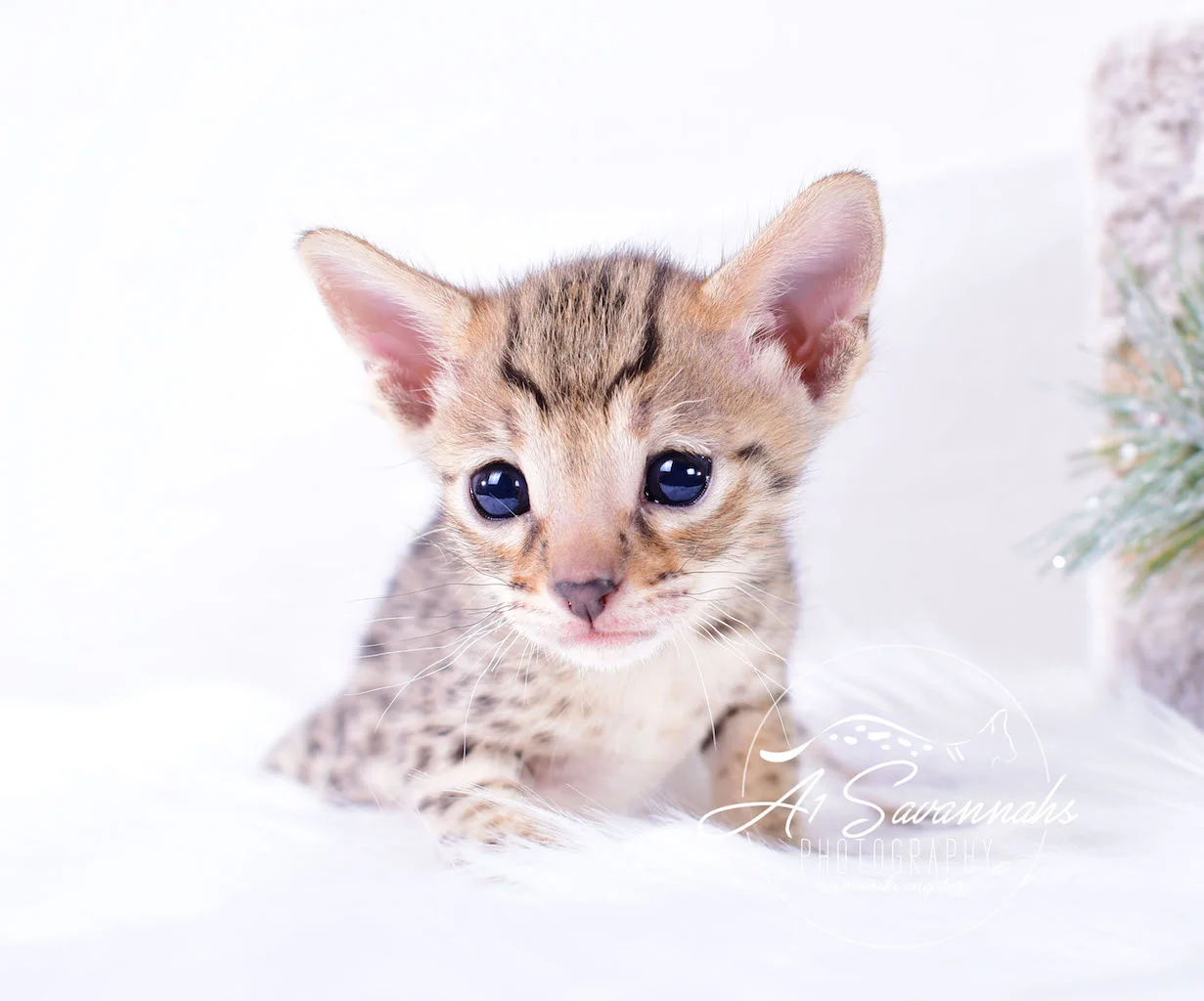 A1Savannahs Irelyn F3 Female Savannah Kitten