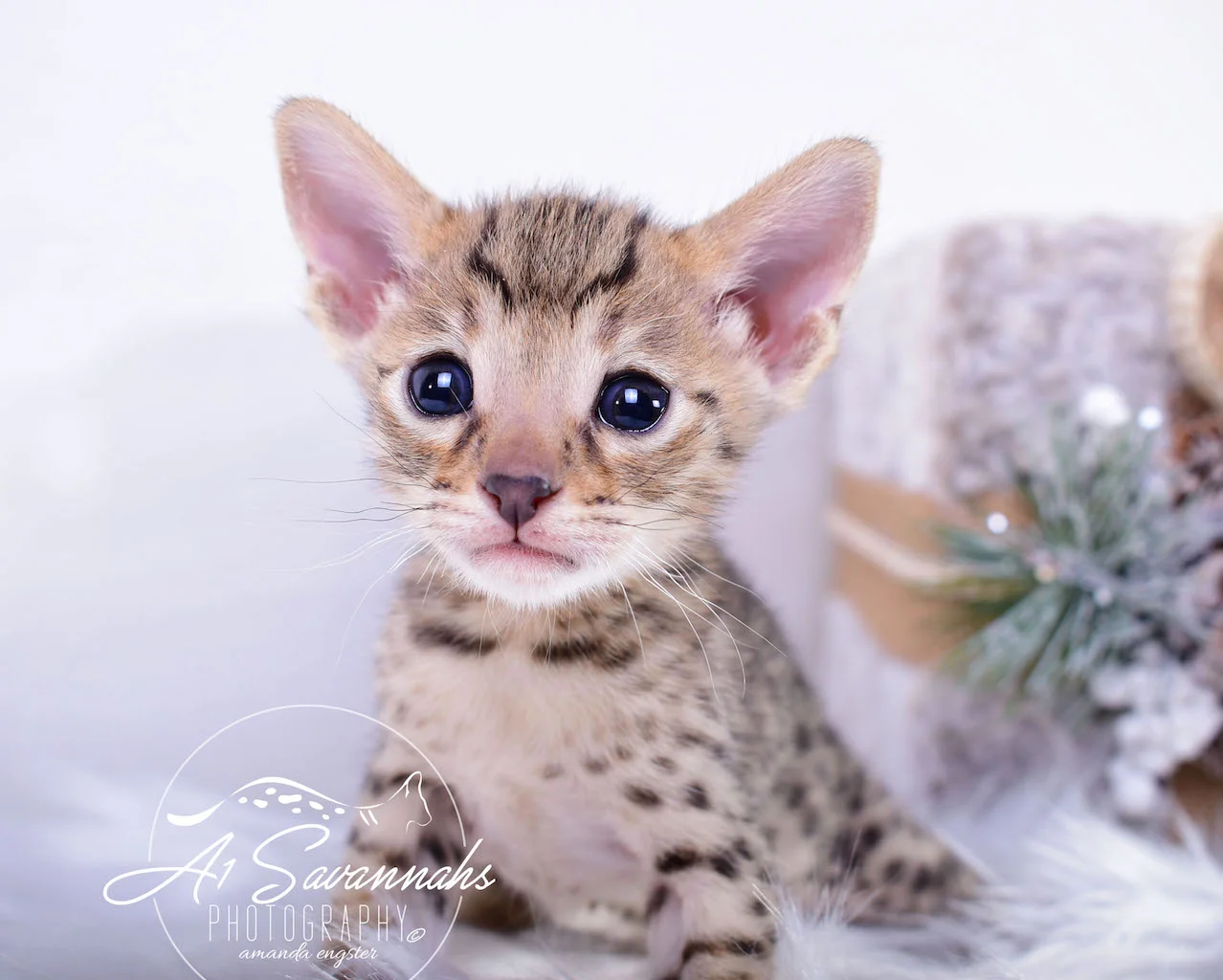 A1Savannahs Irelyn F3 Female Savannah Kitten