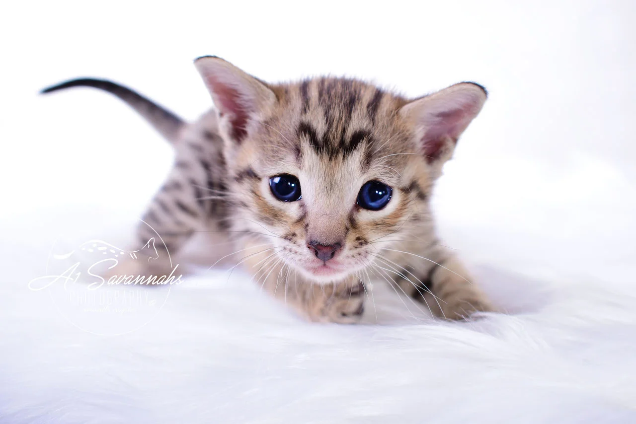 A1Savannahs Infinity F3 Female Savannah Kitten