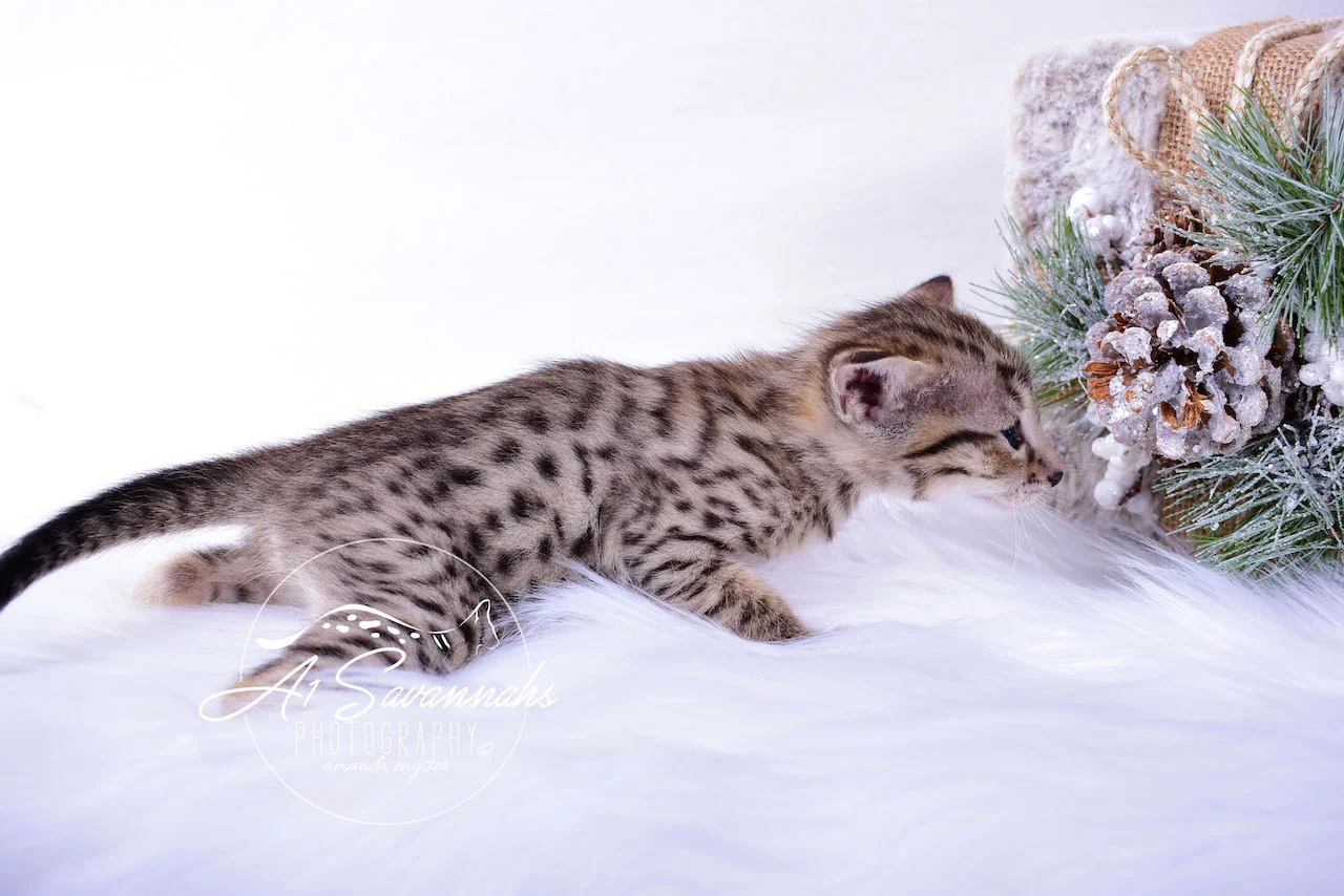 A1Savannahs Infinity F3 Female Savannah Kitten