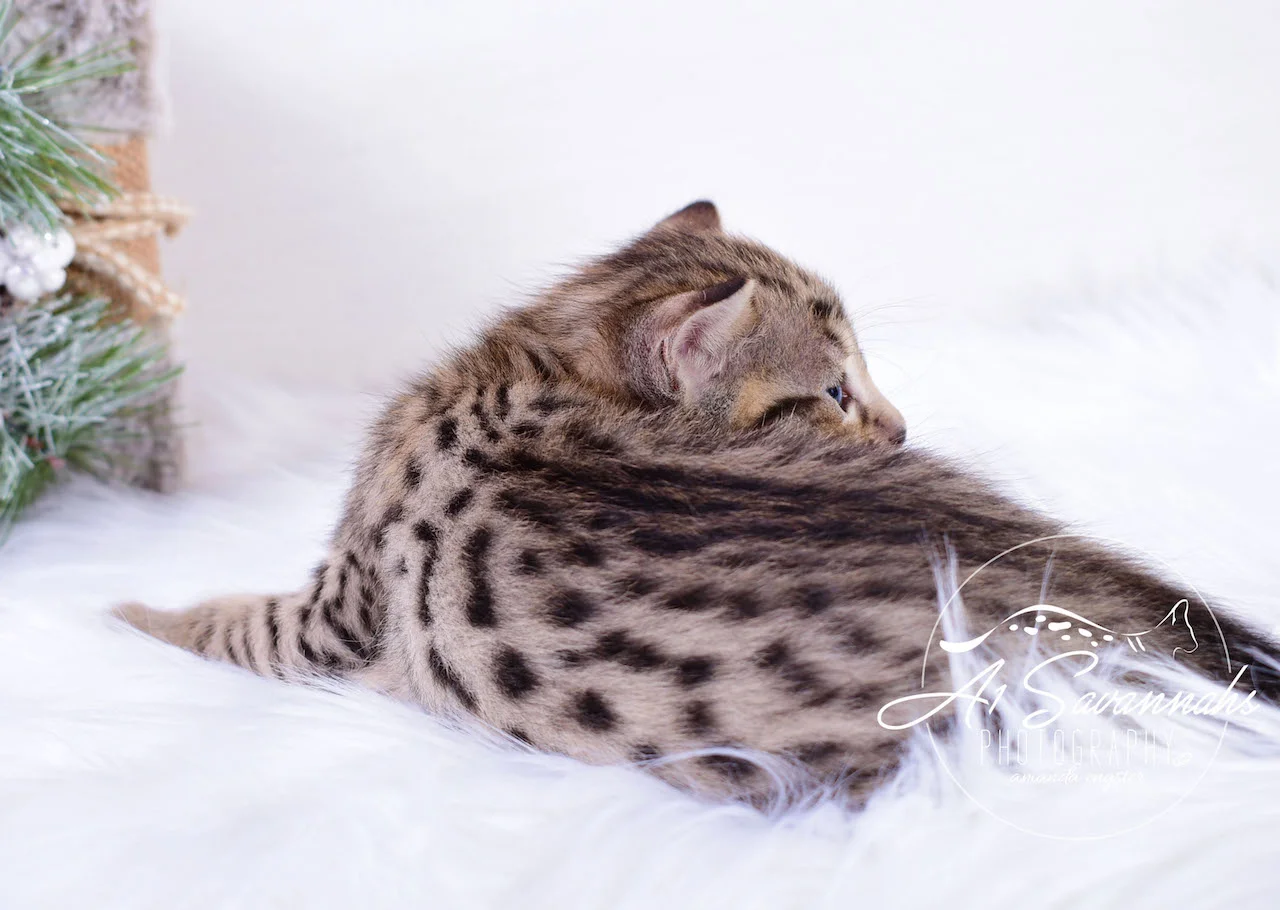 A1Savannahs Infinity F3 Female Savannah Kitten