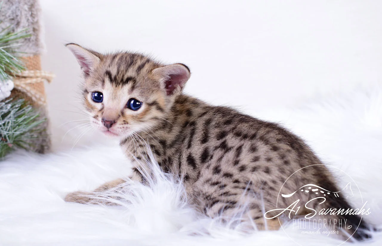 A1Savannahs Infinity F3 Female Savannah Kitten
