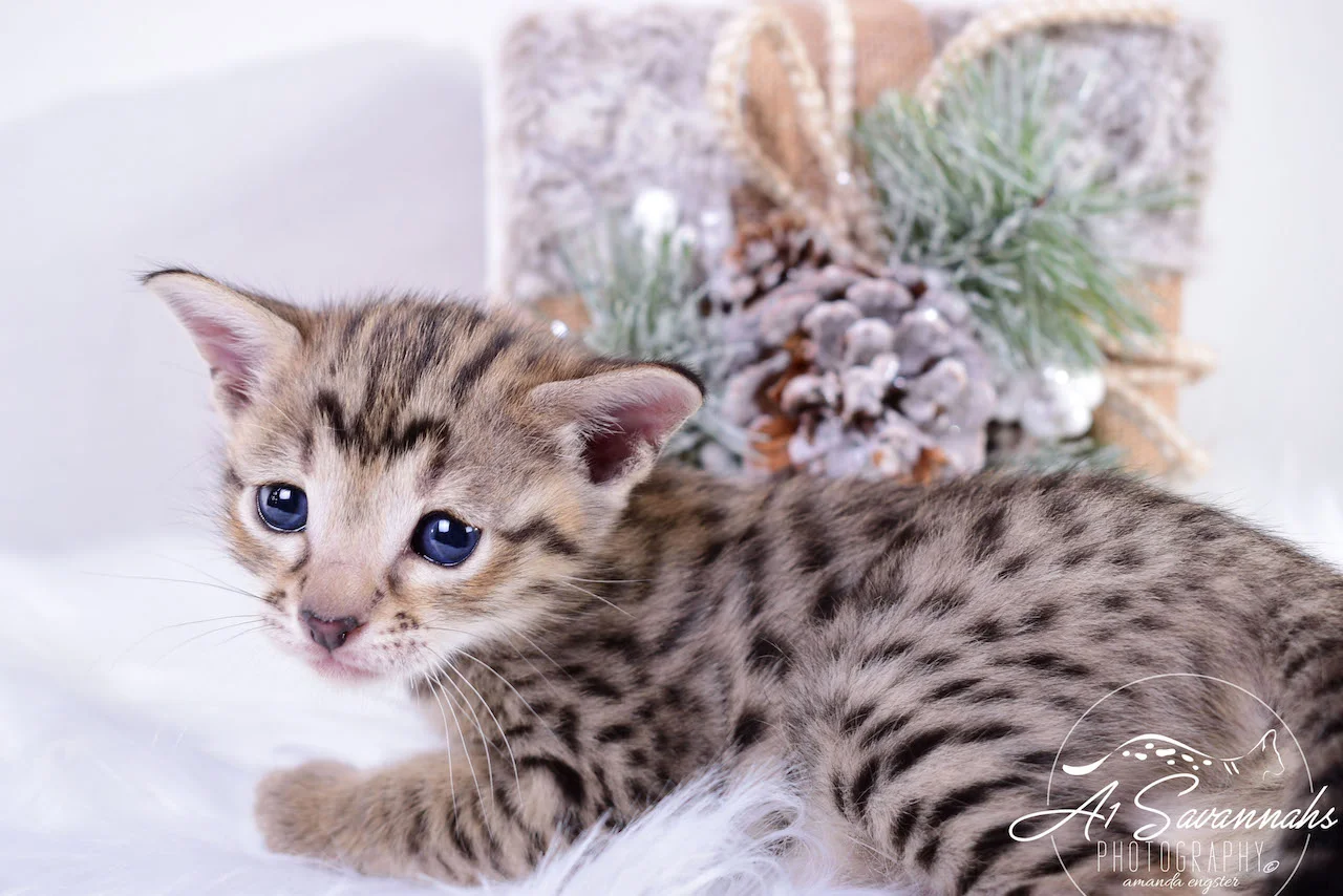 A1Savannahs Infinity F3 Female Savannah Kitten