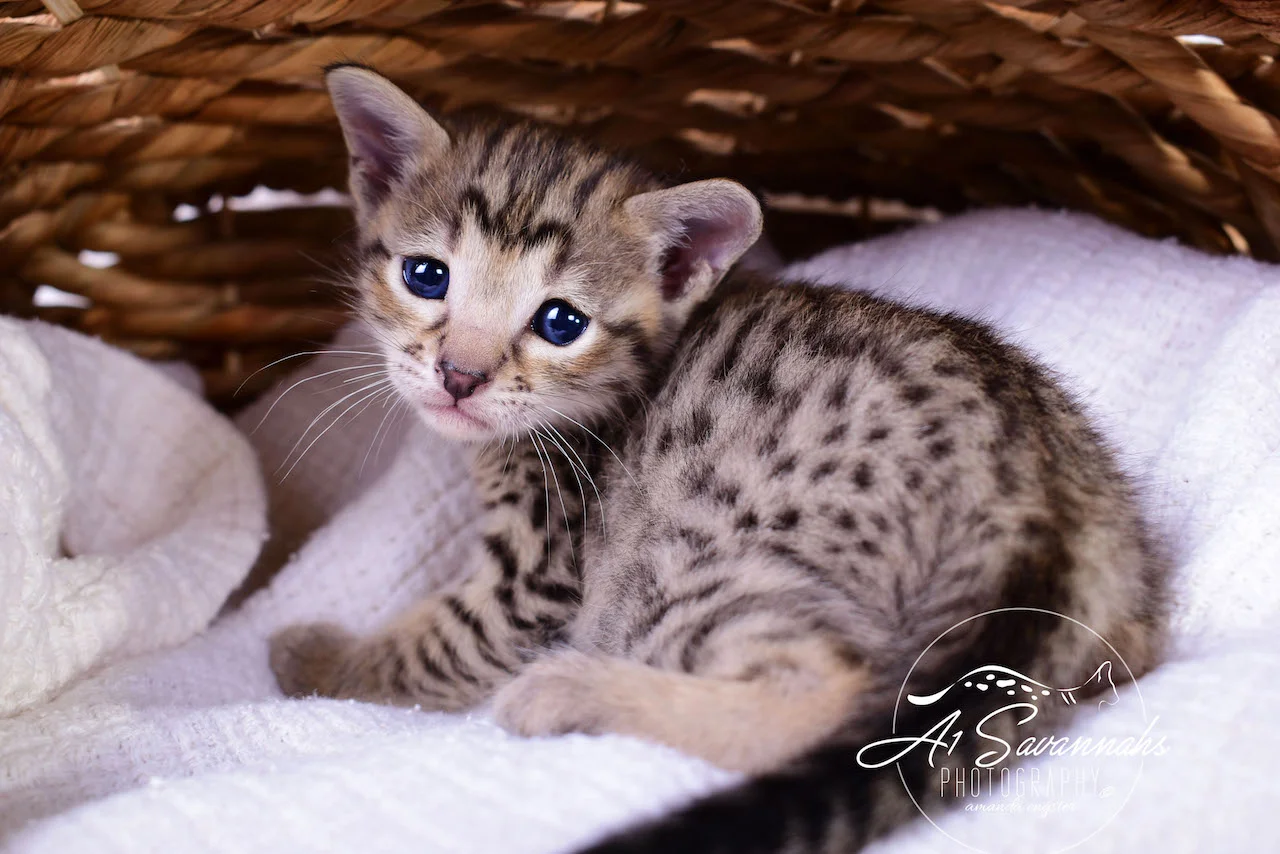 A1Savannahs Infinity F3 Female Savannah Kitten
