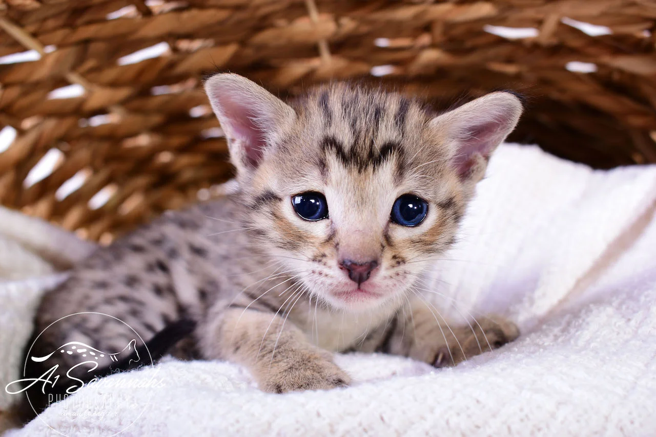 A1Savannahs Infinity F3 Female Savannah Kitten