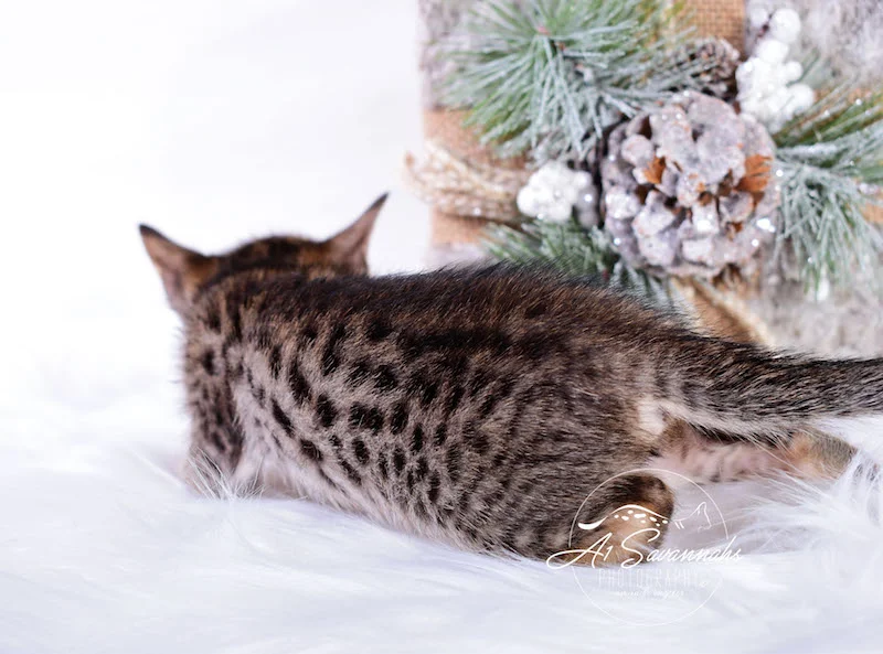 A1Savannahs Macey SBT Savannah Kitten