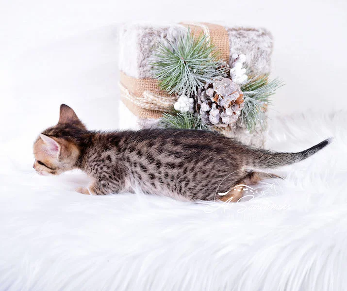 A1Savannahs Macey SBT Savannah Kitten