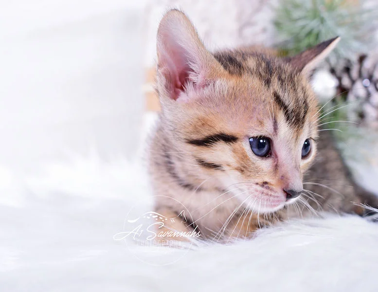 A1Savannahs Macey SBT Savannah Kitten