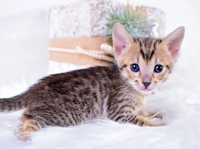 A1Savannahs Macey SBT Savannah Kitten