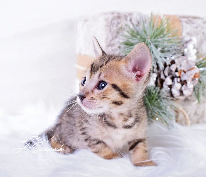 A1Savannahs Macey SBT Savannah Kitten