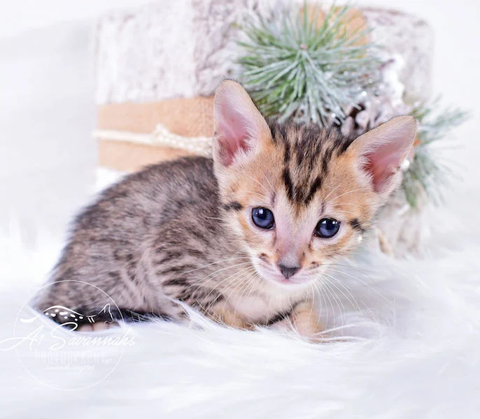 A1Savannahs Macey SBT Savannah Kitten