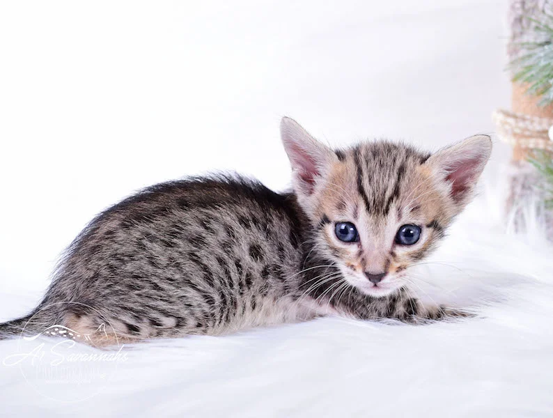 A1Savannahs Macon SBT Male Savannah Kitten