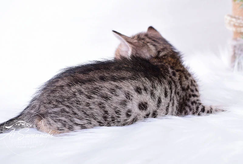 A1Savannahs Macon SBT Male Savannah Kitten