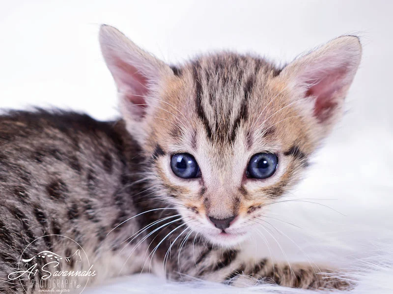 A1Savannahs Macon SBT Male Savannah Kitten