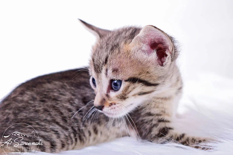 A1Savannahs Macon SBT Male Savannah Kitten