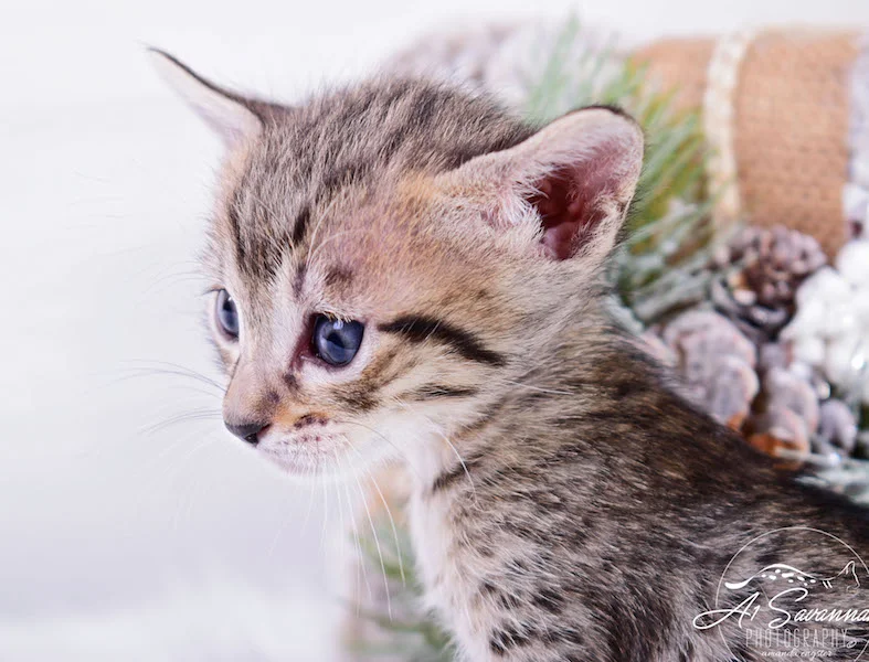 A1Savannahs Macon SBT Male Savannah Kitten