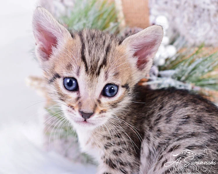 A1Savannahs Macon SBT Male Savannah Kitten