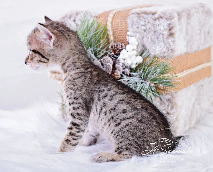 A1Savannahs Macon SBT Male Savannah Kitten