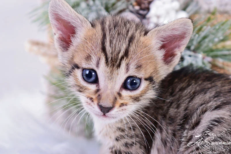 A1Savannahs Macon SBT Male Savannah Kitten