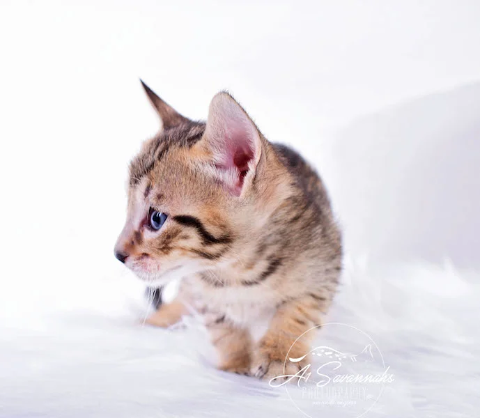 A1Savannahs Macon Male SBT Savannah Kitten