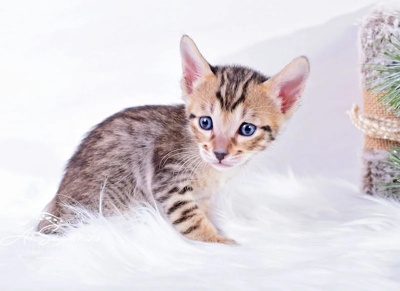 A1Savannahs Macon Male SBT Savannah Kitten