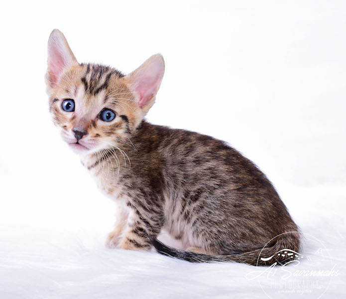 A1Savannahs Macon Male SBT Savannah Kitten