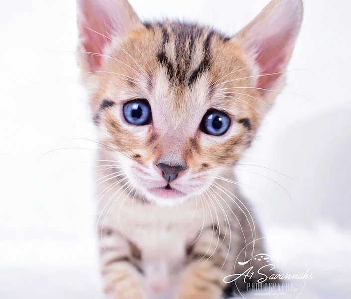 A1Savannahs Macon Male SBT Savannah Kitten