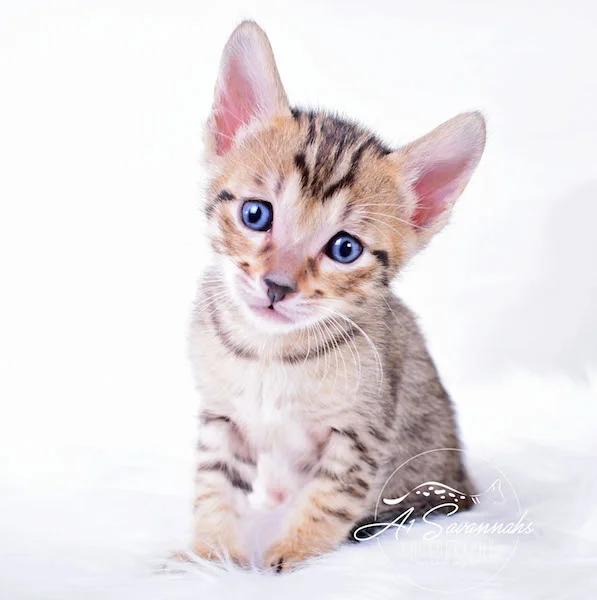 A1Savannahs Macon Male SBT Savannah Kitten