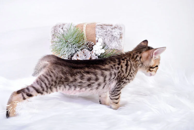 A1Savannahs Macon Male SBT Savannah Kitten