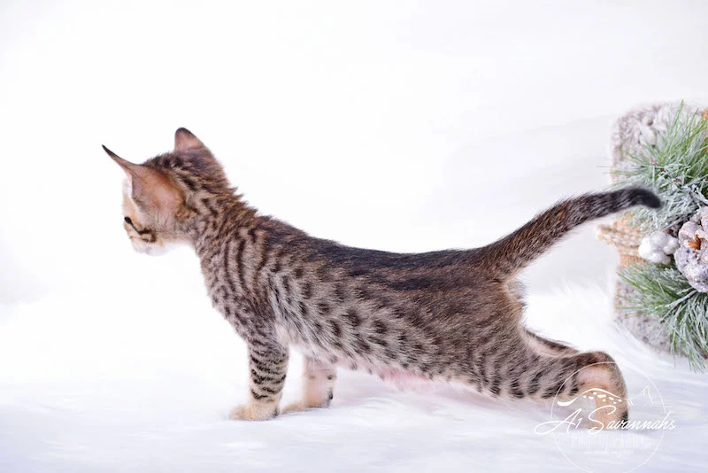 A1Savannahs Macon Male SBT Savannah Kitten