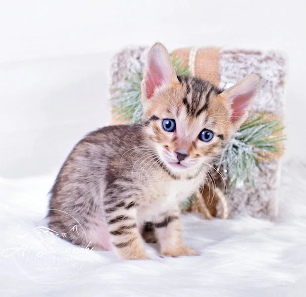 A1Savannahs Macon Male SBT Savannah Kitten