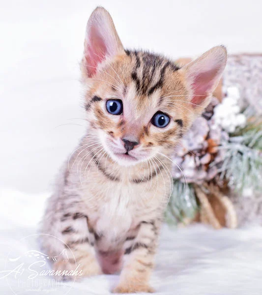 A1Savannahs Macon Male SBT Savannah Kitten