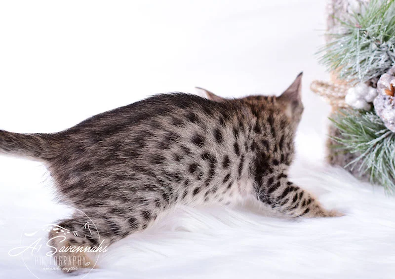 A1Savannahs SBT Savannah Kitten Madi