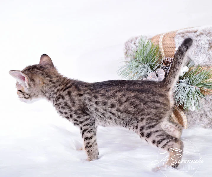 A1Savannahs SBT Savannah Kitten Madi