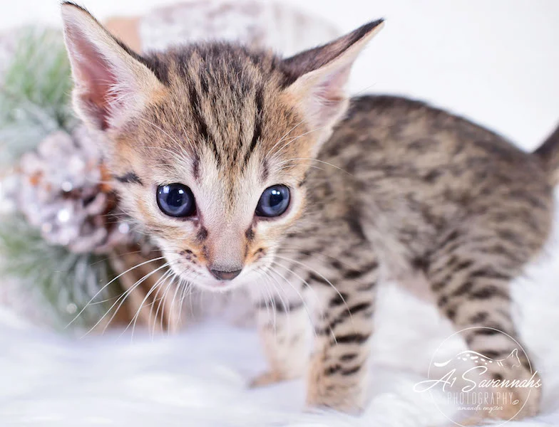 A1Savannahs SBT Savannah Kitten Madi