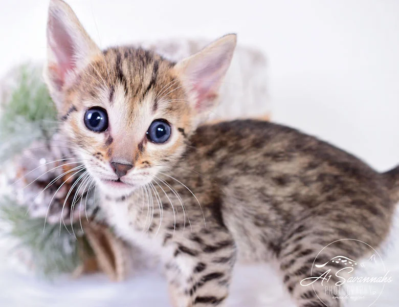 A1Savannahs SBT Savannah Kitten Madi