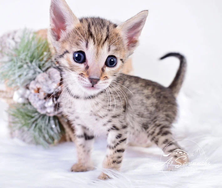 A1Savannahs SBT Savannah Kitten Madi