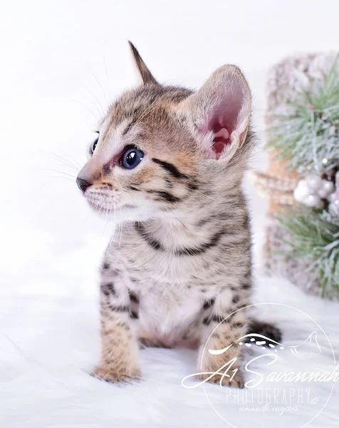 A1Savannahs SBT Savannah Kitten Madi