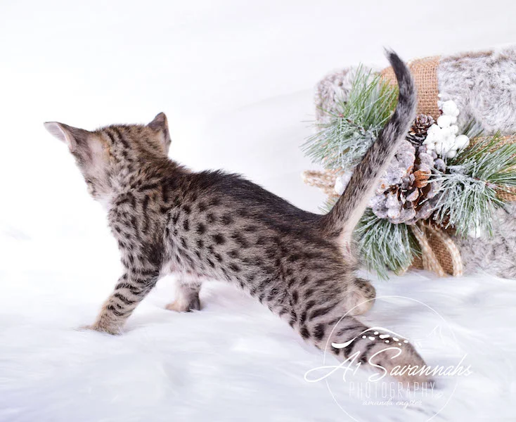 A1Savannahs SBT Savannah Kitten Madi