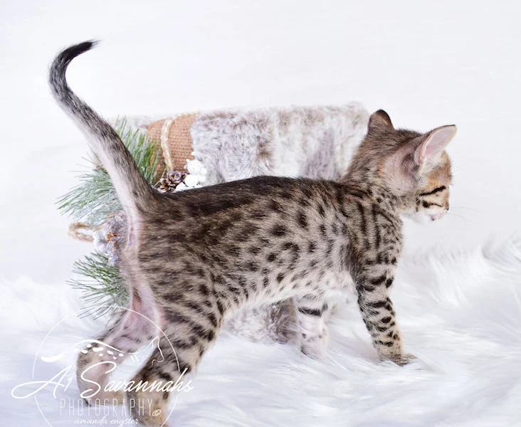 A1Savannahs SBT Savannah Kitten Madi
