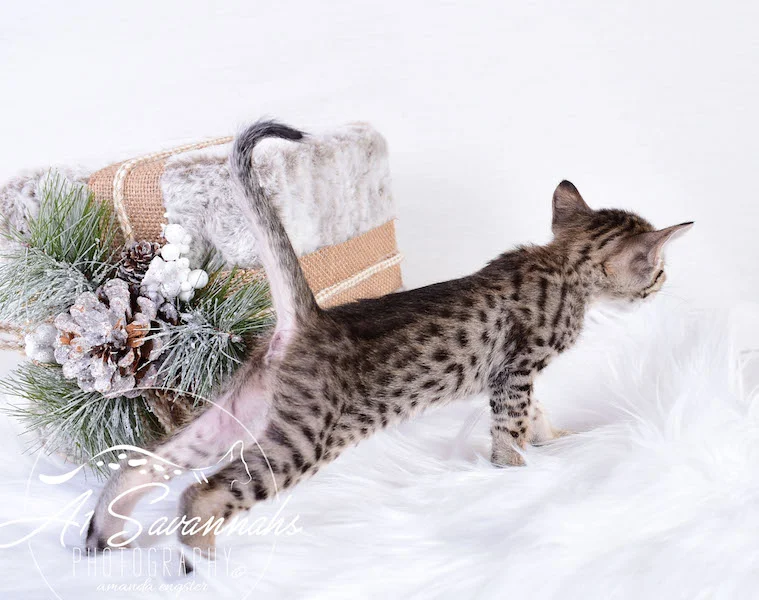 A1Savannahs SBT Savannah Kitten Madi