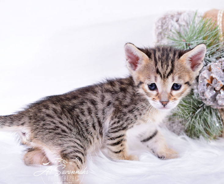A1Savannahs SBT Savannah Kitten Maggi