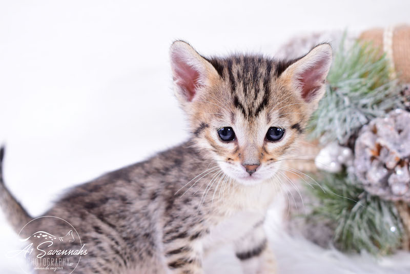 A1Savannahs SBT Savannah Kitten Maggi