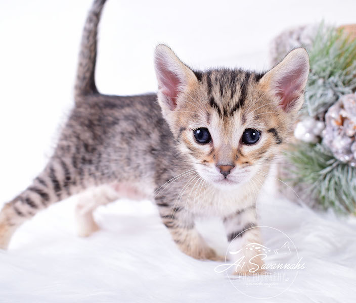 A1Savannahs SBT Savannah Kitten Maggi