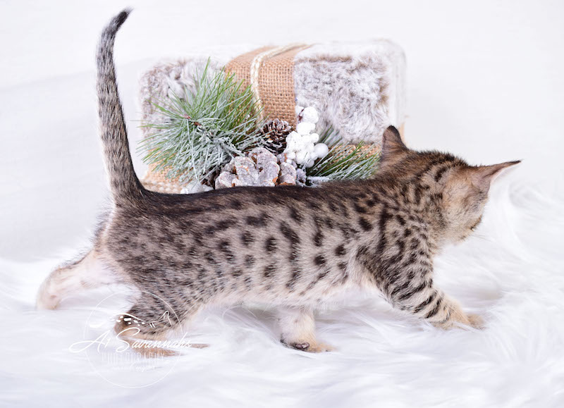 A1Savannahs SBT Savannah Kitten Maggi