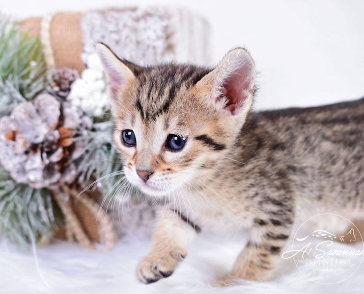 A1Savannahs SBT Savannah Kitten Maggi