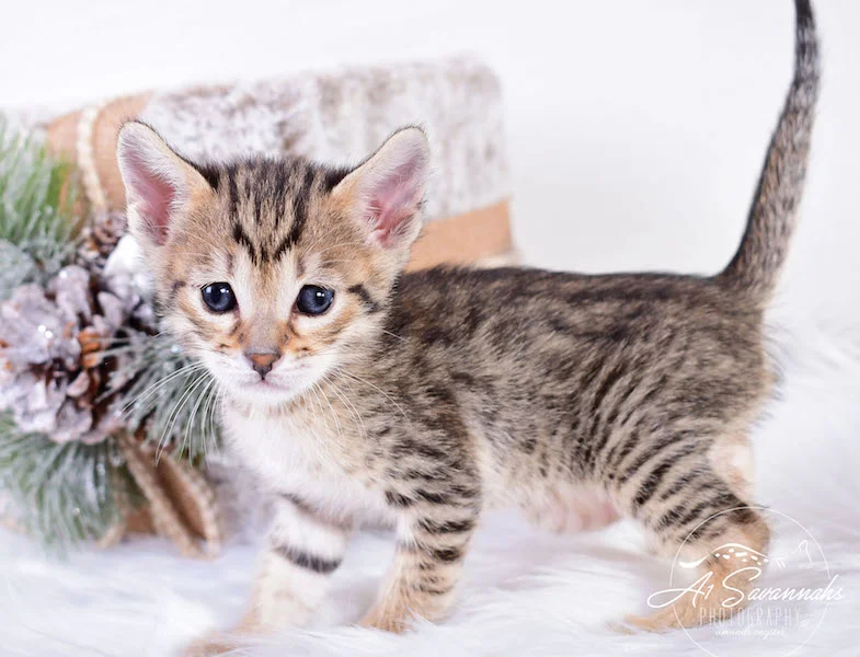 A1Savannahs SBT Savannah Kitten Maggi