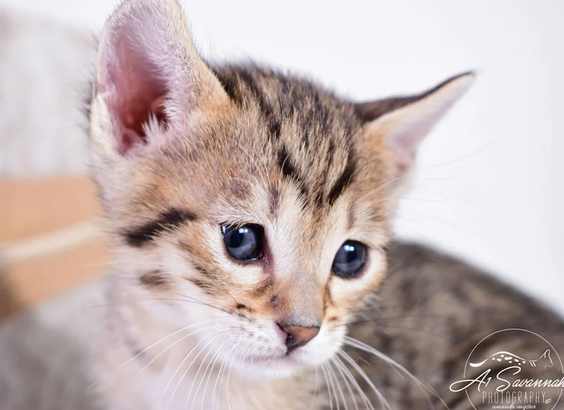 A1Savannahs SBT Savannah Kitten MaggiA1Savannahs SBT Savannah Kitten Maggi