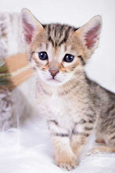 A1Savannahs SBT Savannah Kitten Maggi